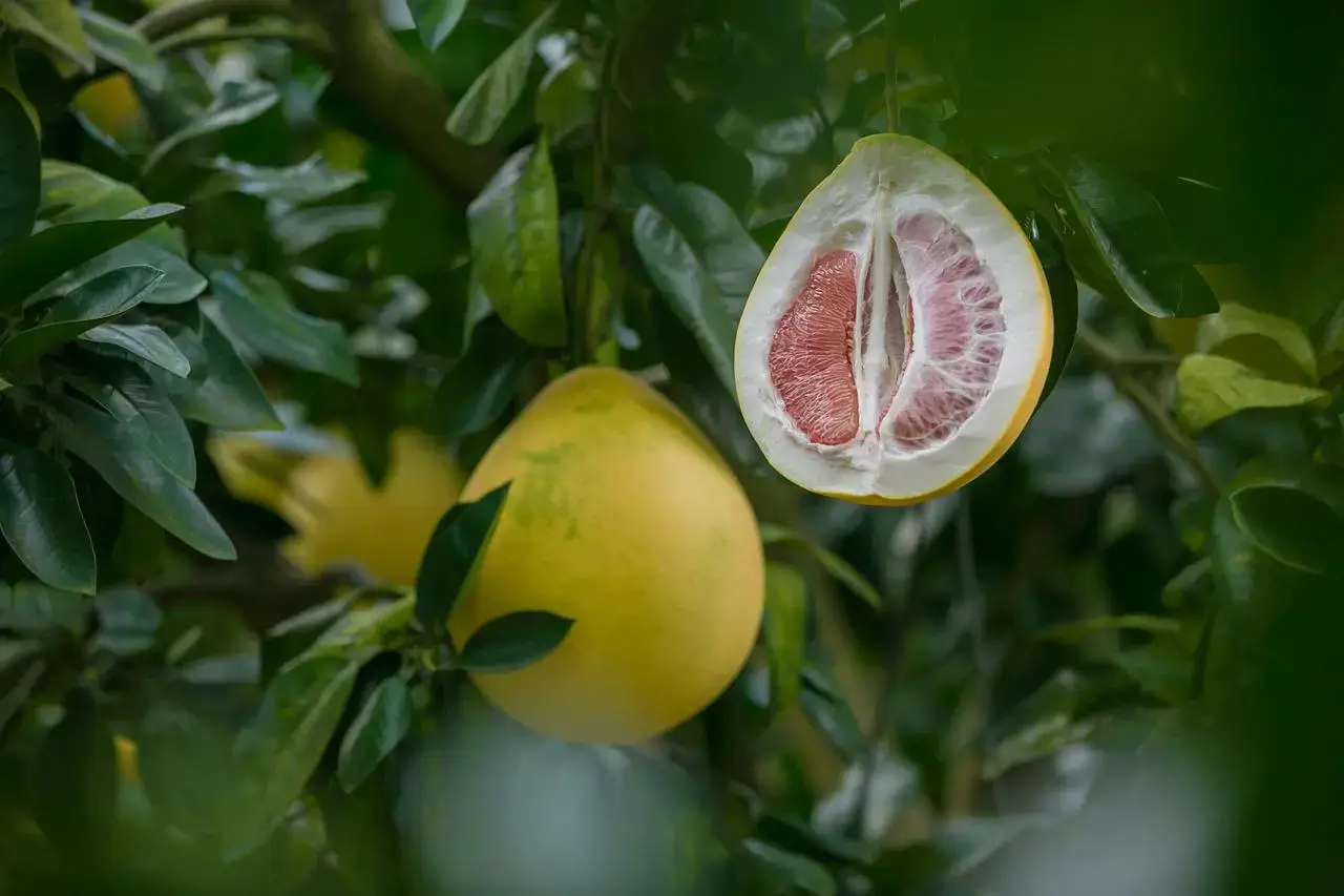 Nalewka z pomelo – pomelówka