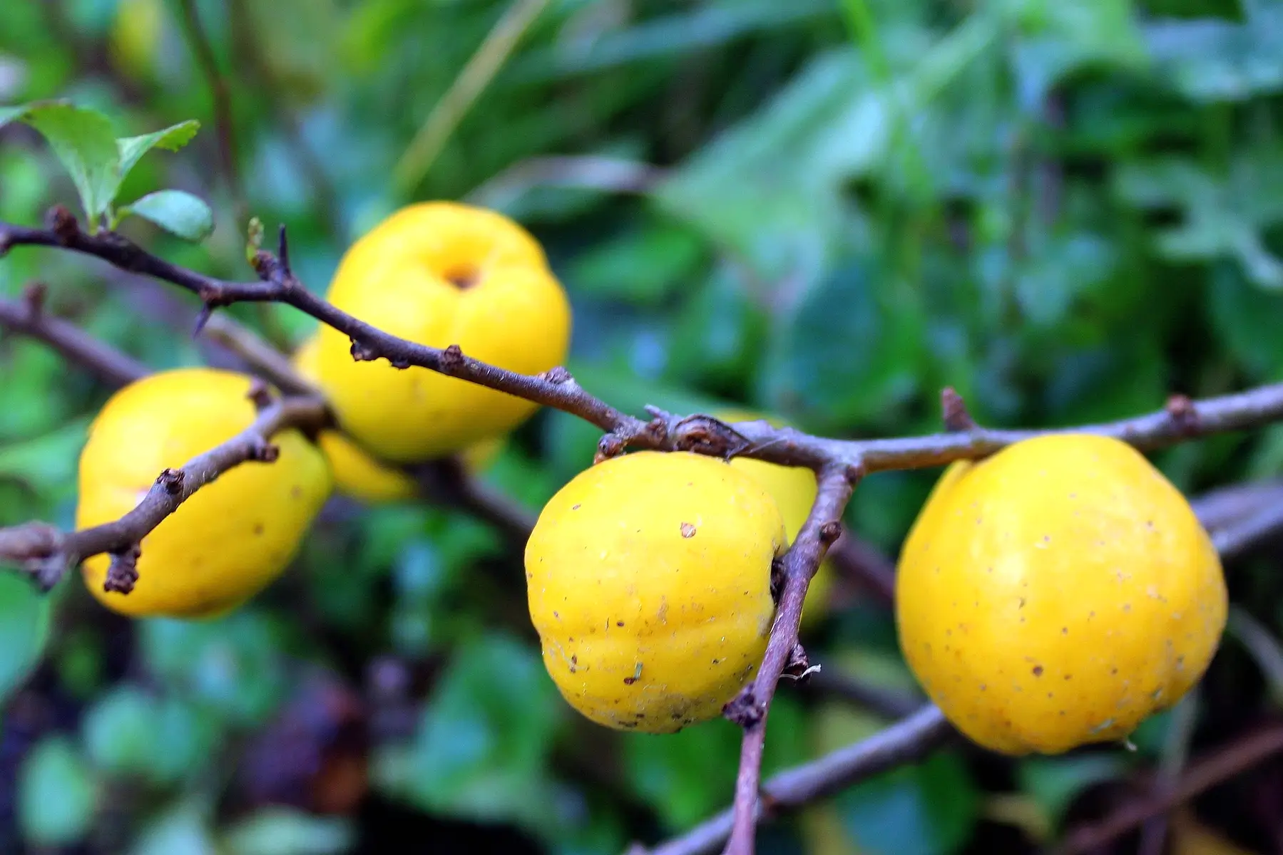 Nalewka z pigwowca – pigwówka