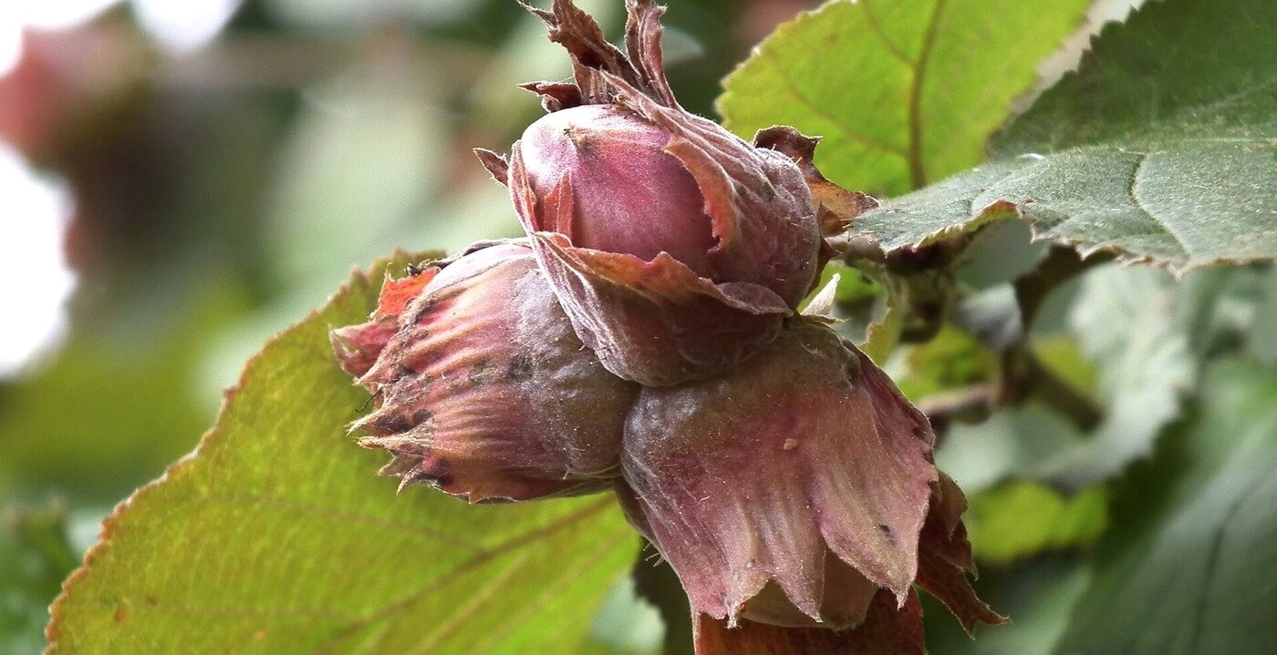 Nalewka z orzechów laskowych